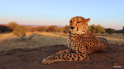 Cheetah Conservation Fund