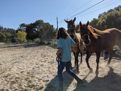 Horse Feathers Training & Riding Academy